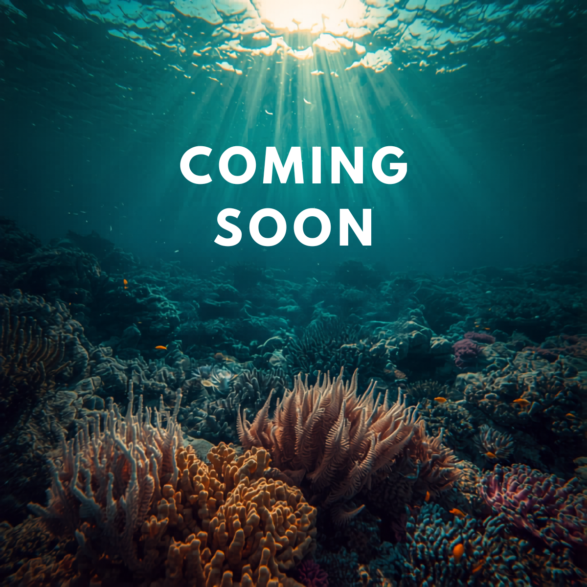 Soft Corals & Zoanthids