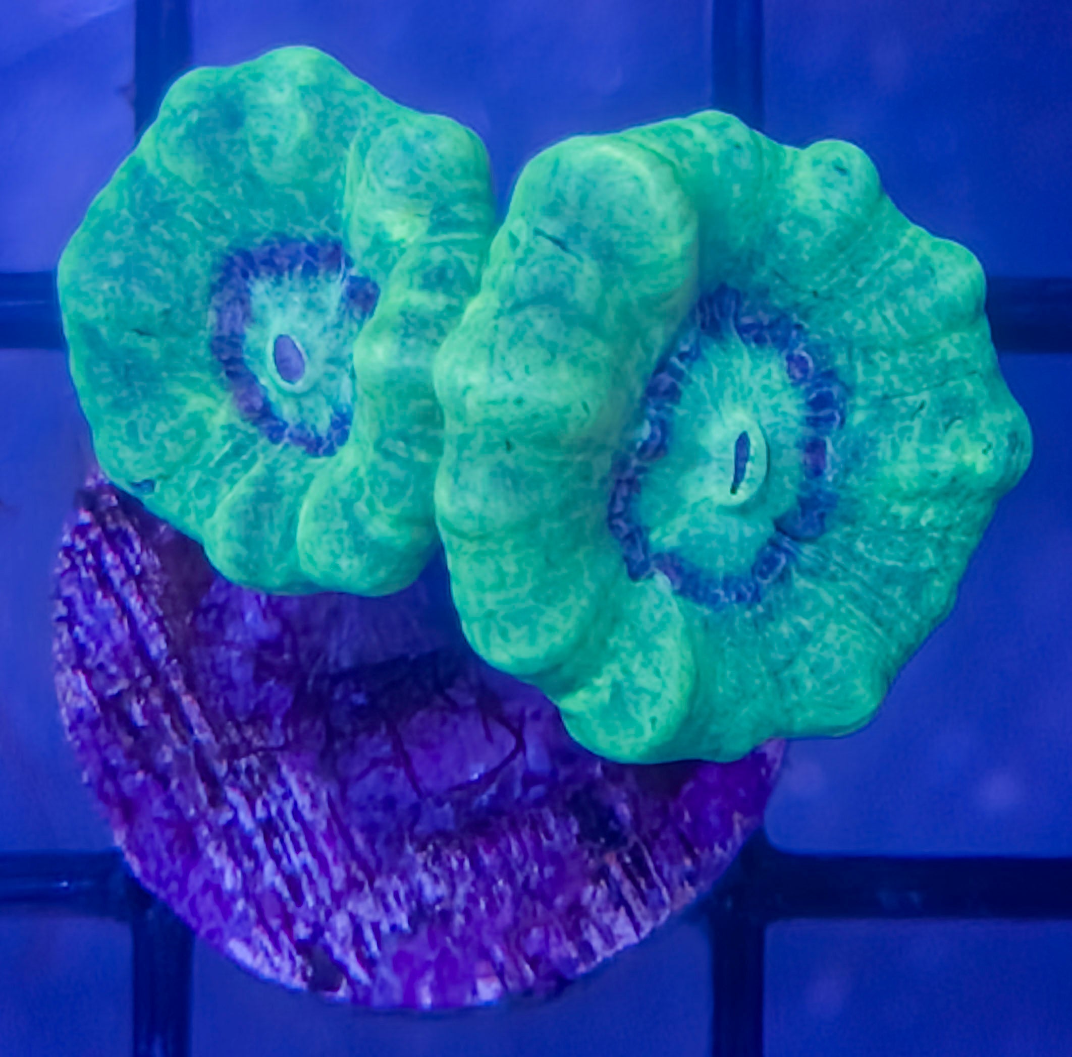 Beginner Corals