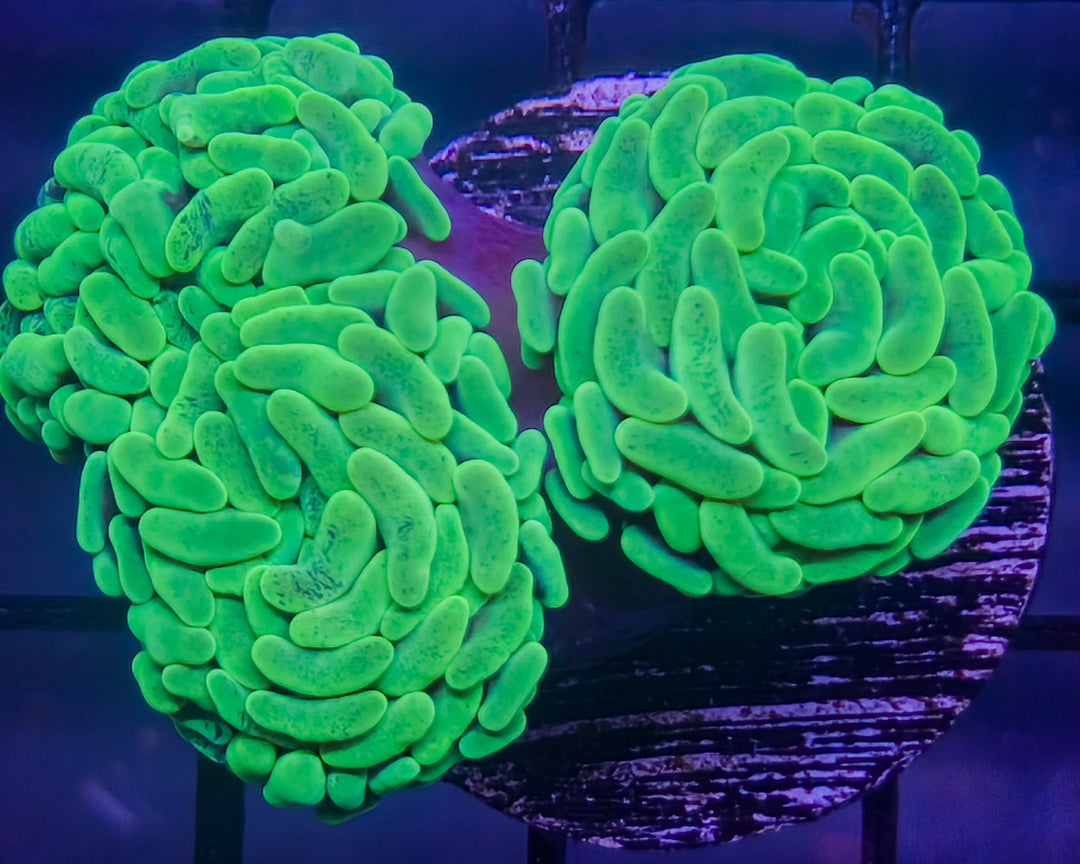 Ready for Your Reef