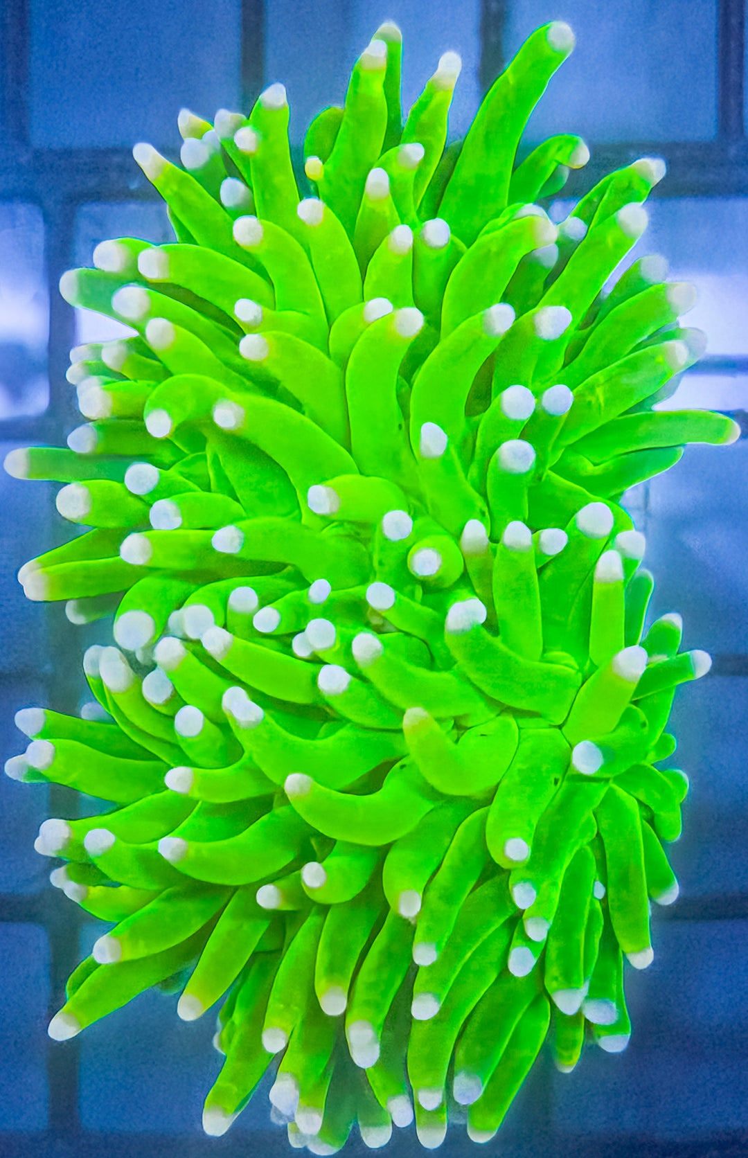 Reefline Reserve