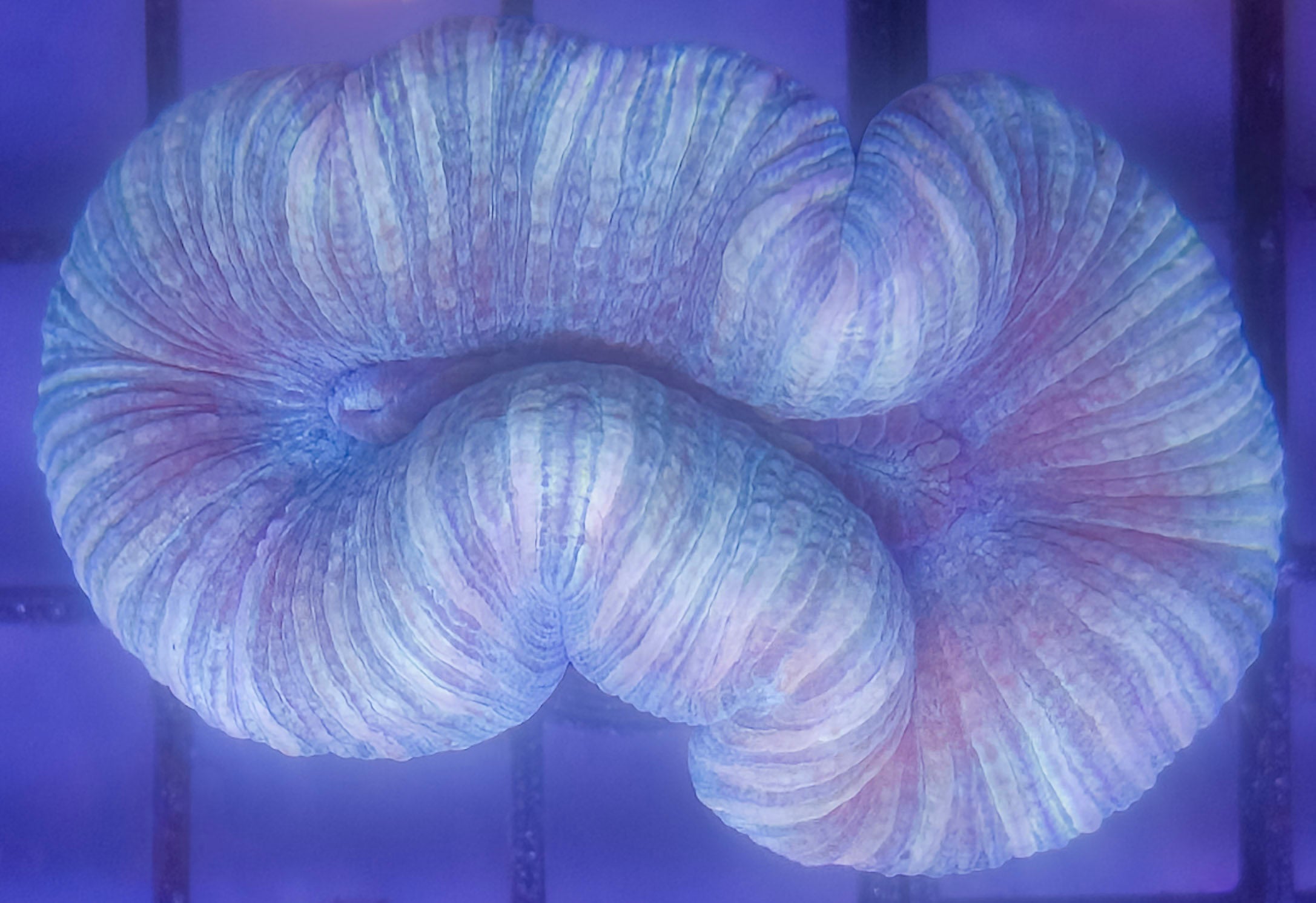 LPS Corals