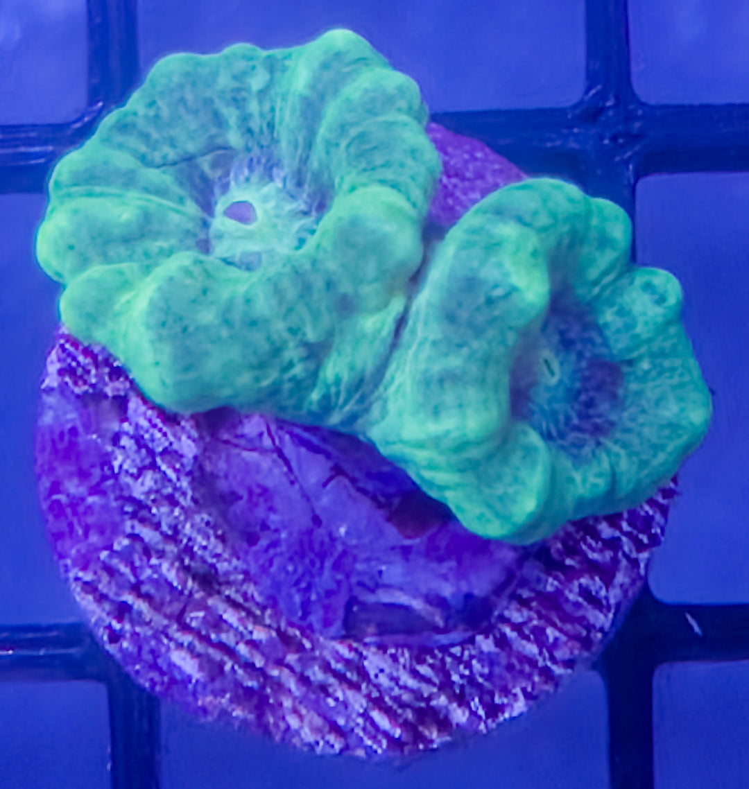 Kryptonite Candy Cane – Double Polyp – WYSIWYG