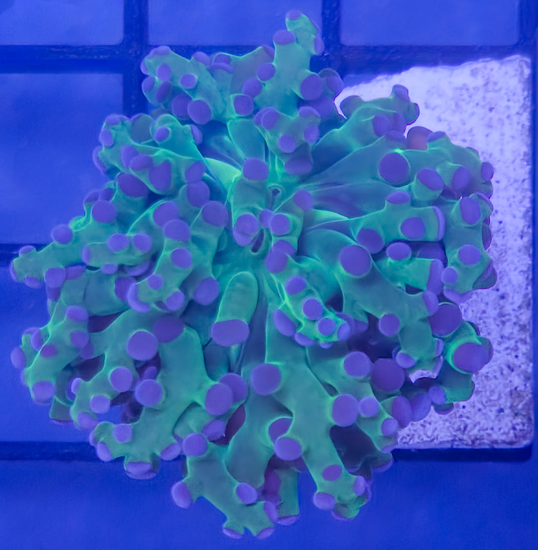 Indo Purple Tip Frogspawn – Single Head – WYSIWYG