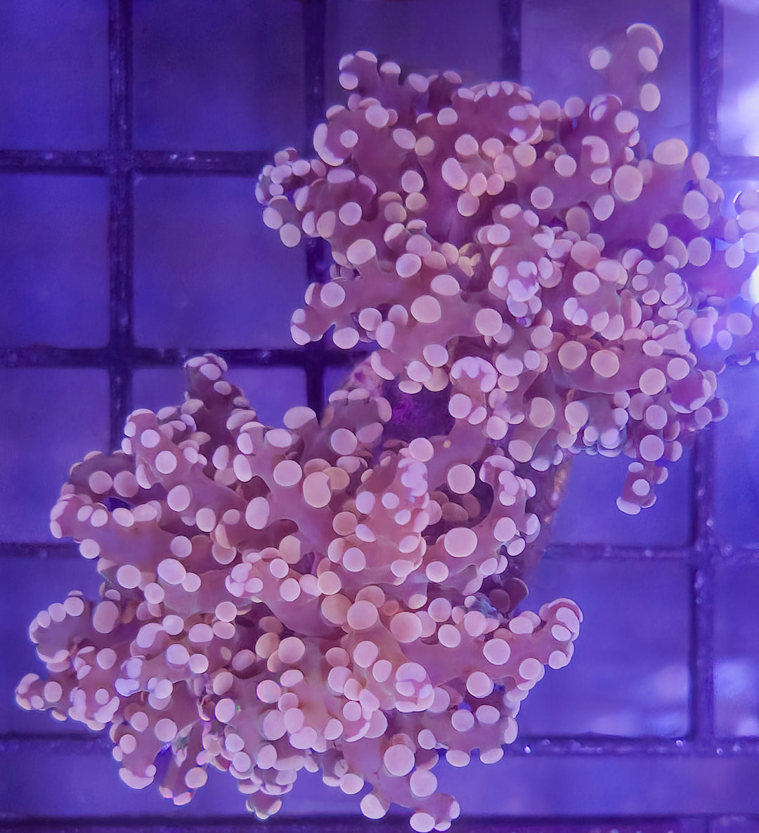 Pink Branching Frogspawn – Double Polyp – WYSIWYG