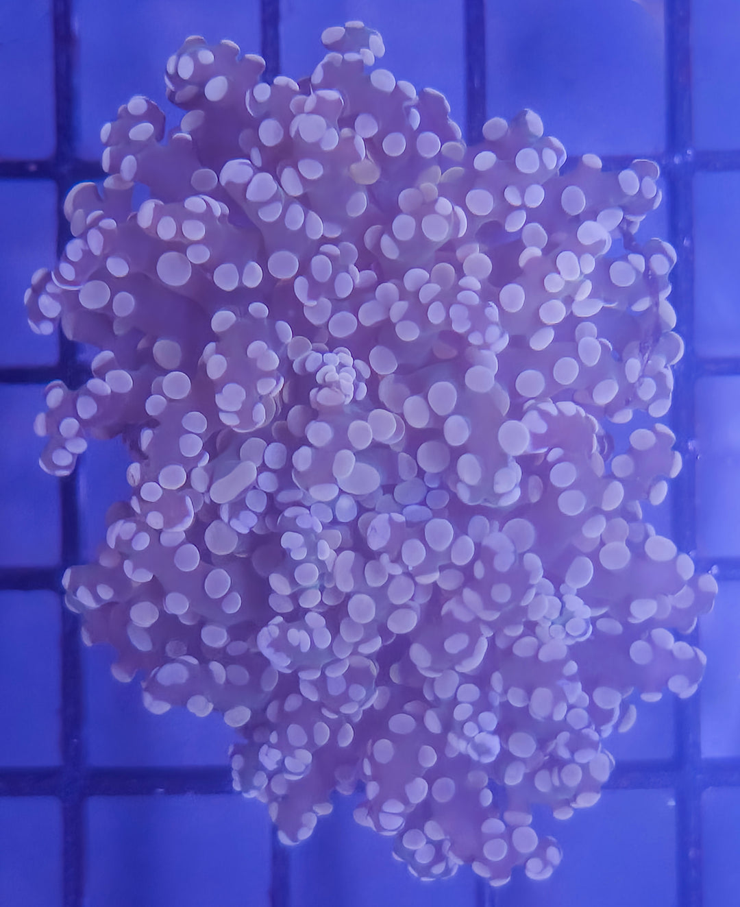 Pink Tip Branching Frogspawn – Double Polyp – WYSIWYG