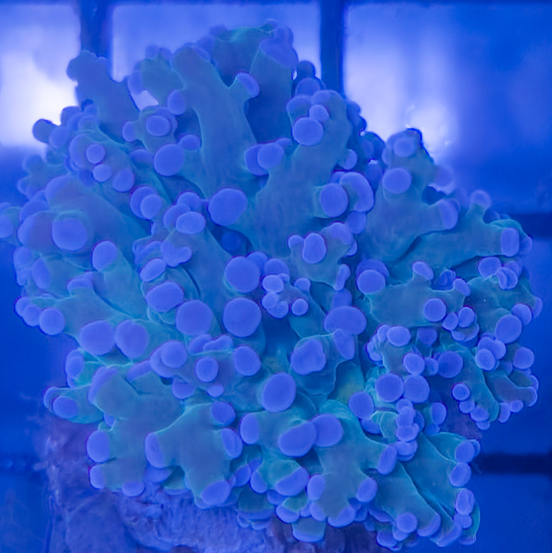 Blue Tip Branching Frogspawn – Single Polyp – WYSIWYG