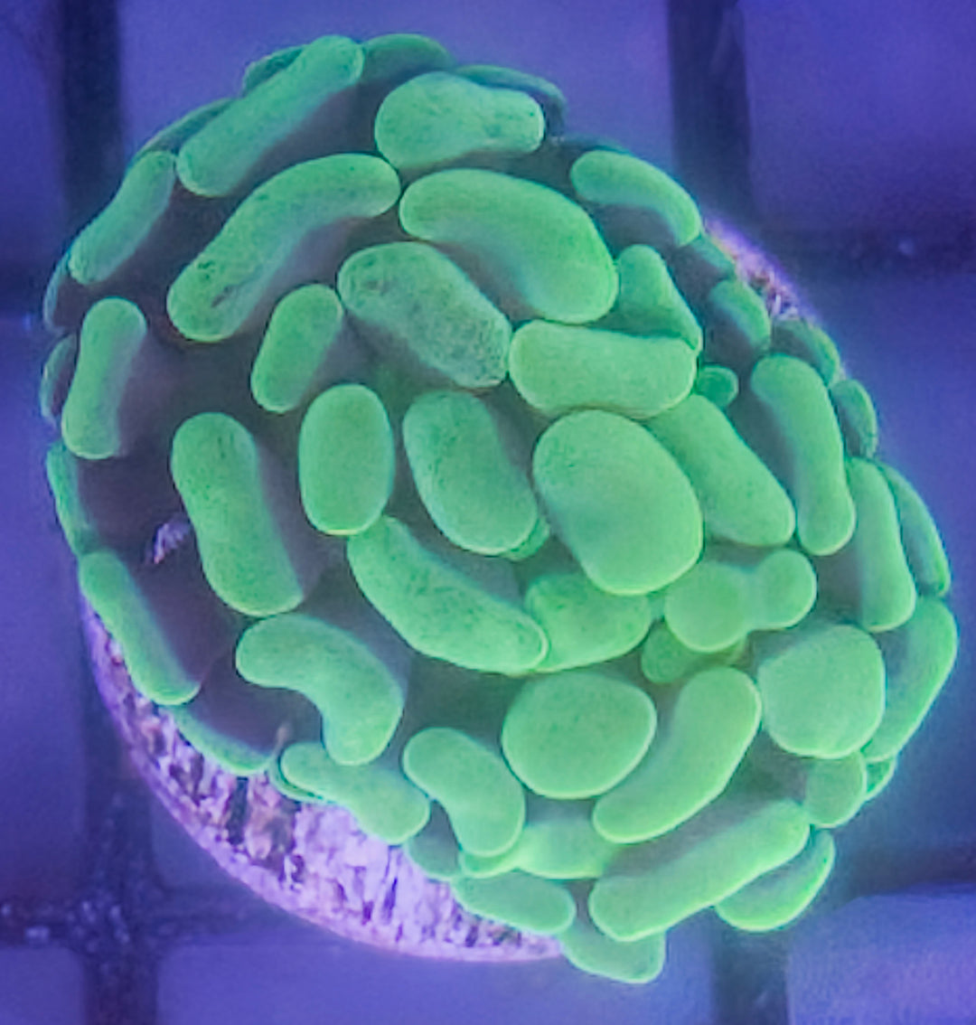 Aussie Branching Neon Green Hammer – Compact Head – WYSIWYG
