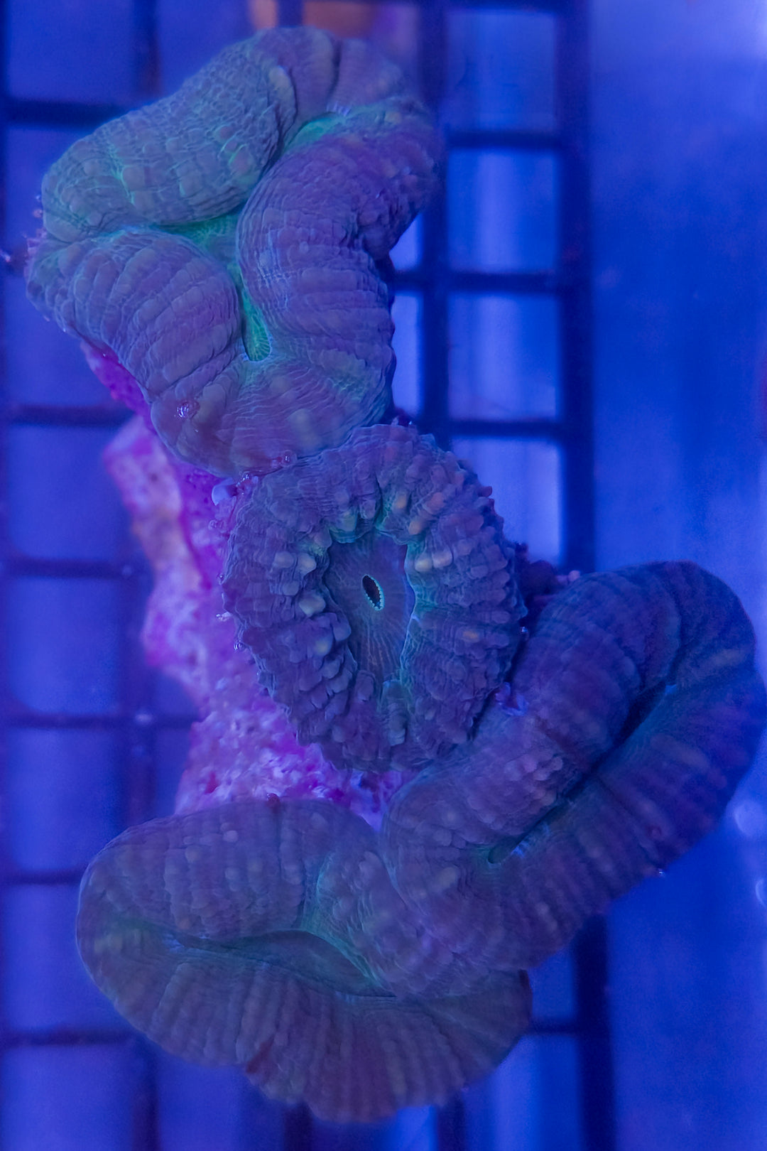 Ultra Lobophyllia Colony – Brown & Green – WYSIWYG