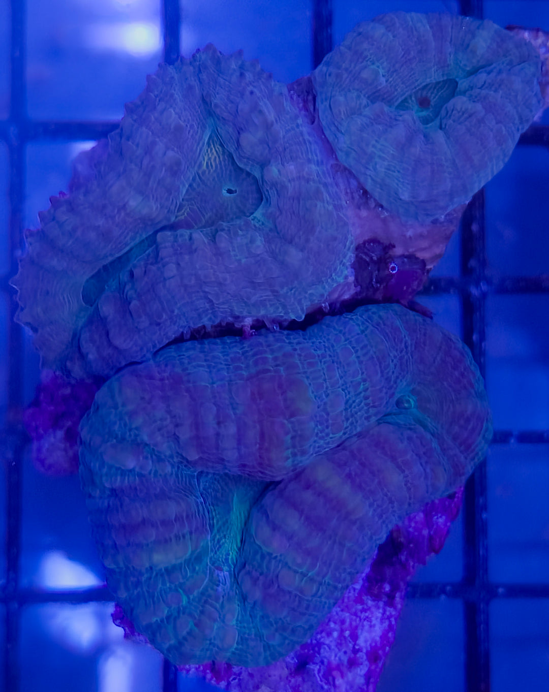 Ultra Lobophyllia Colony – Teal, Purple & Green – WYSIWYG