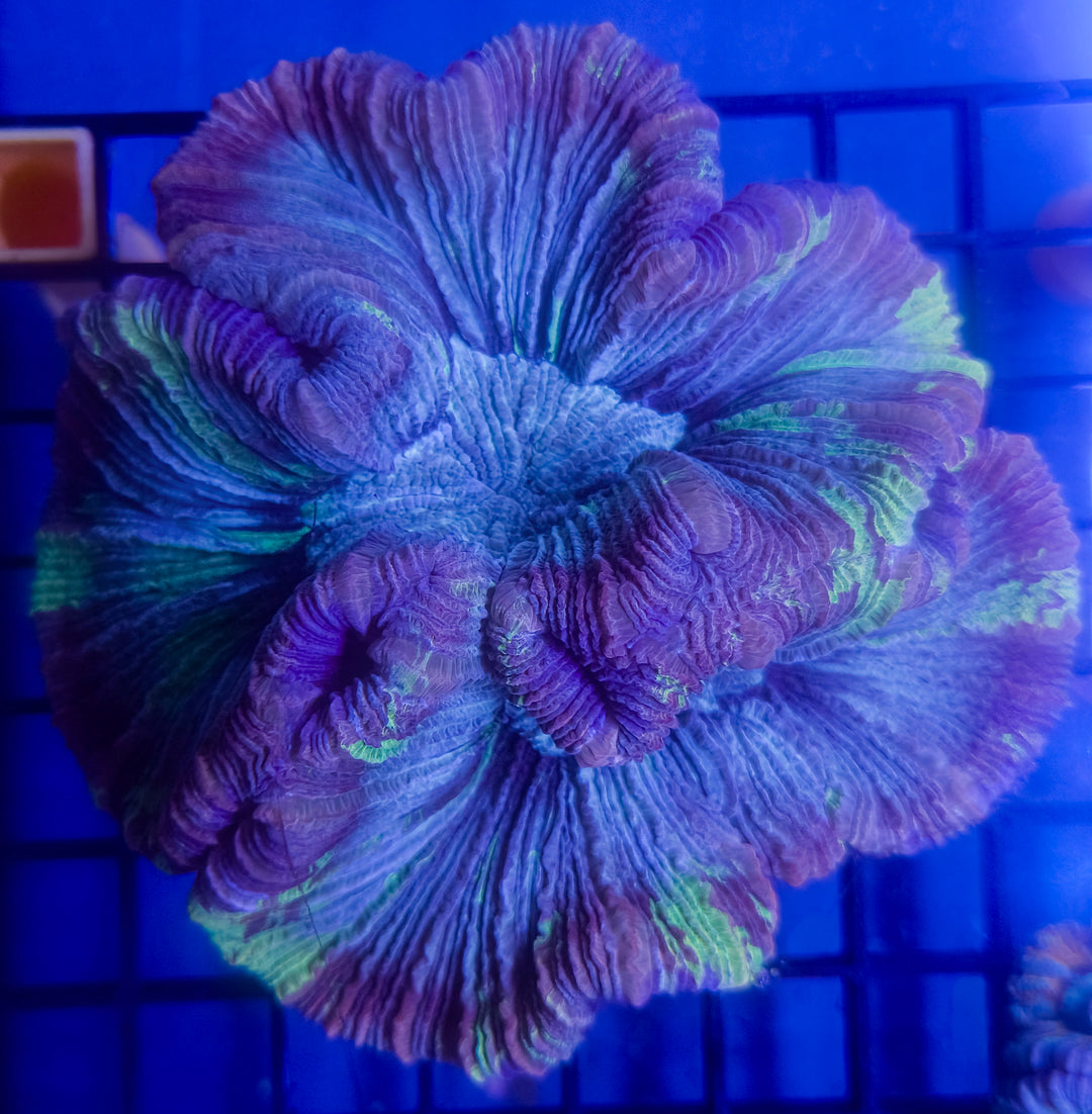Indo Rainbow Wellsophyllia – Blue, Purple & Green – WYSIWYG