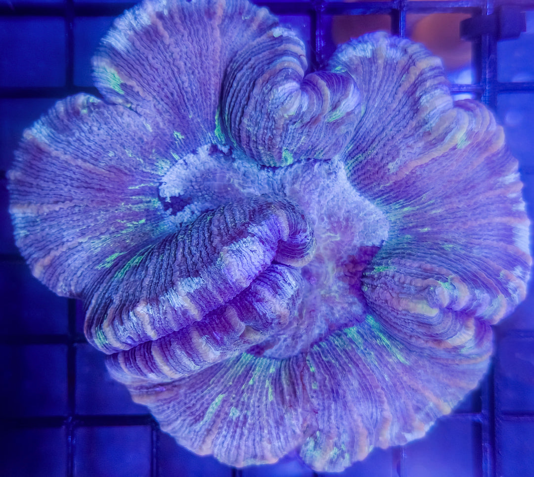 Indo Rainbow Wellsophyllia – Purple & Green – WYSIWYG